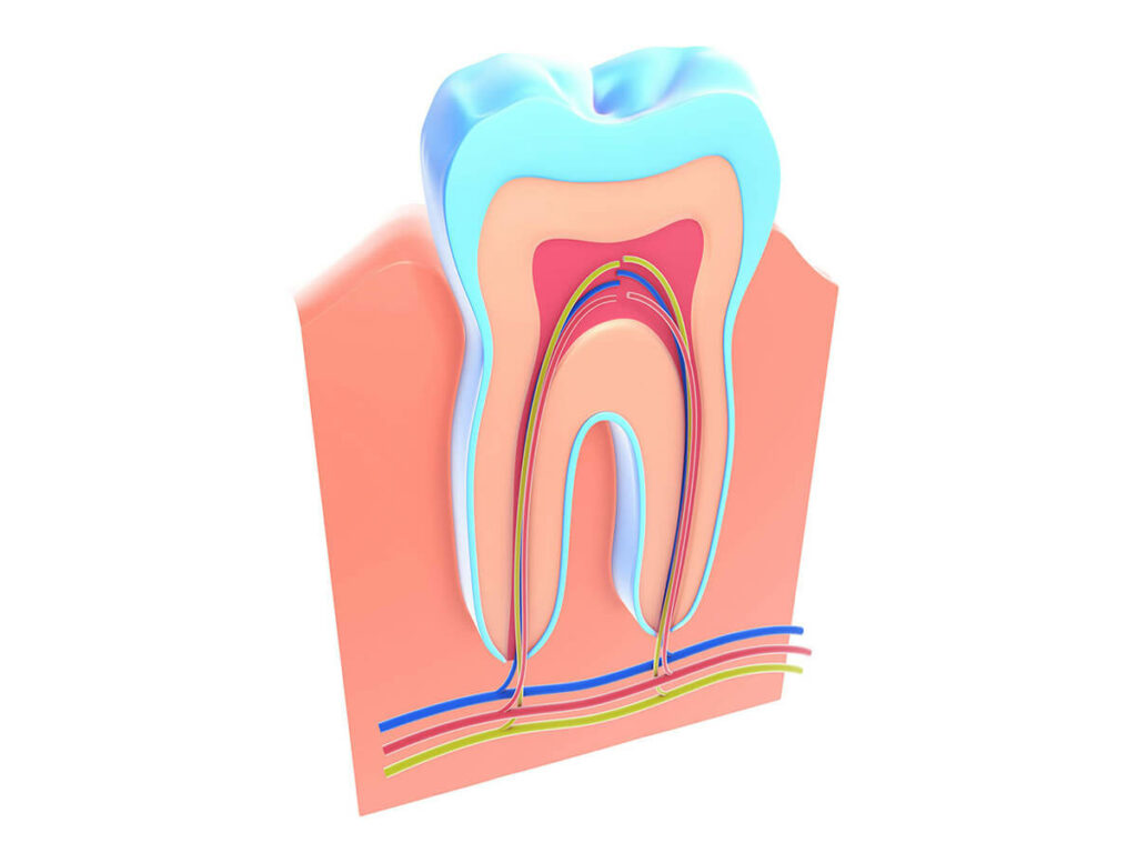 3d rendering of root canal